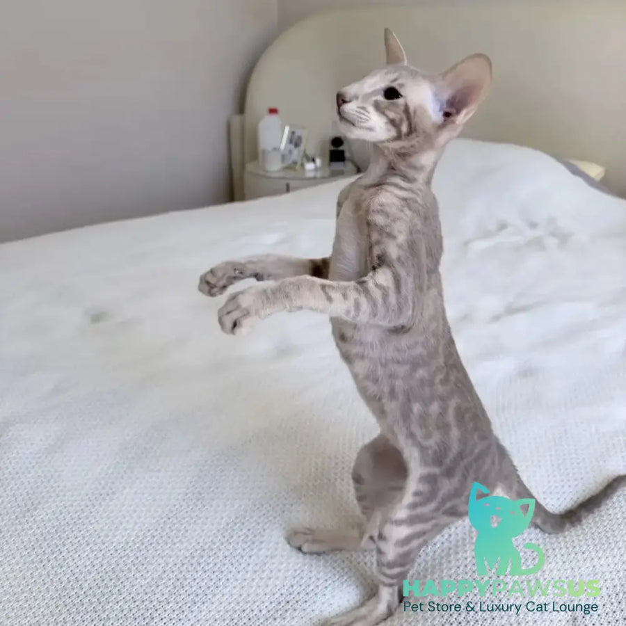 Atlas Oriental Shorthair male lilac tabby - live animals