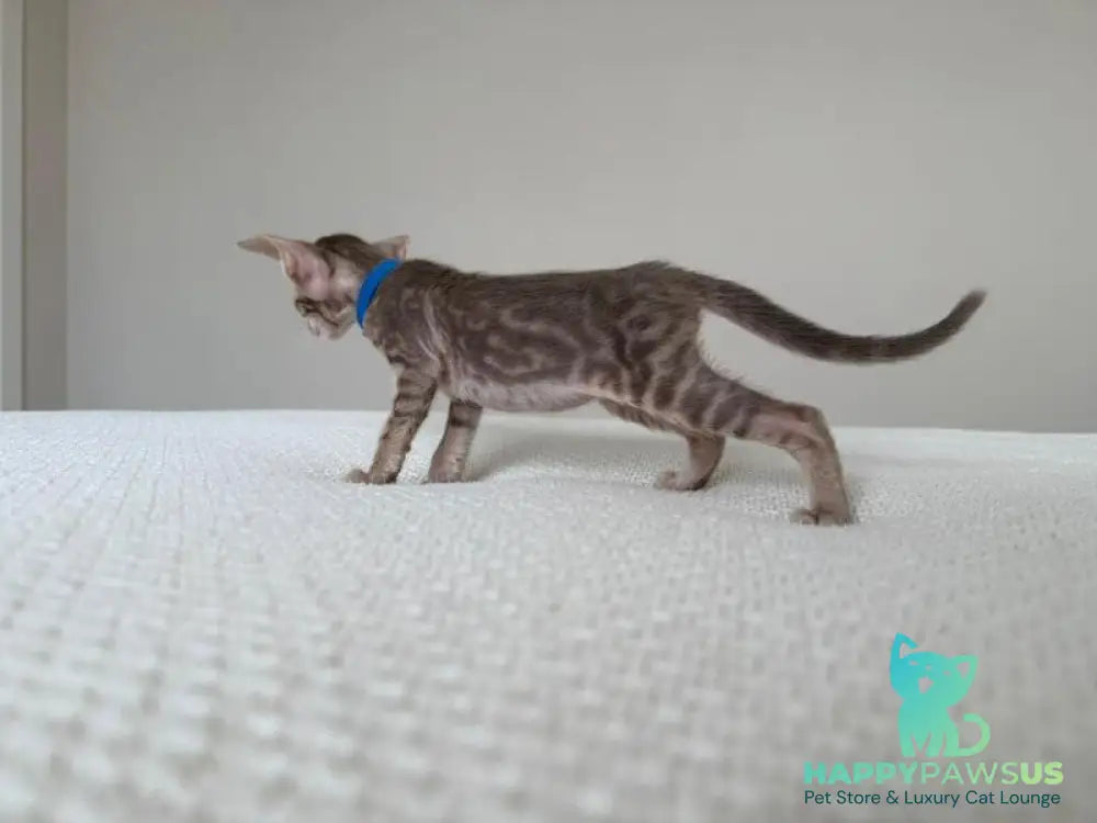 Atlas Oriental Shorthair male lilac tabby - live animals