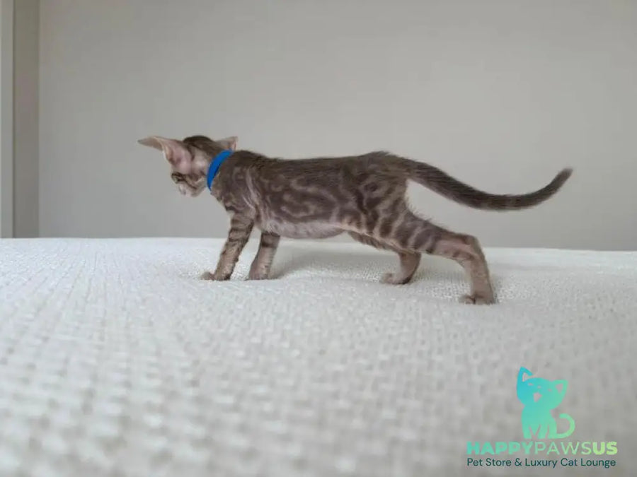 Atlas Oriental Shorthair male lilac tabby - live animals