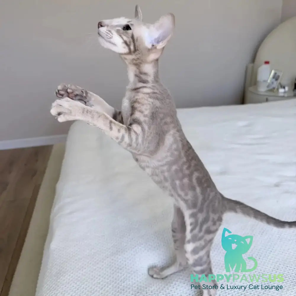 Atlas Oriental Shorthair male lilac tabby - live animals