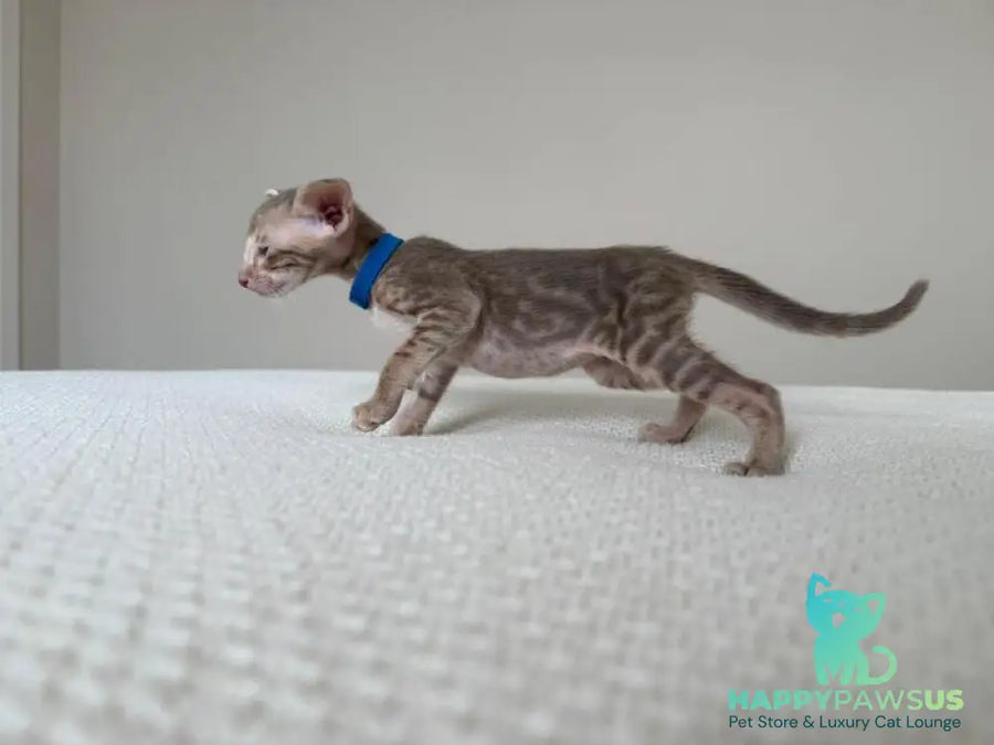 Atlas Oriental Shorthair male lilac tabby - live animals