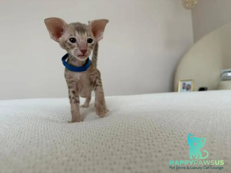 Atlas Oriental Shorthair male lilac tabby - live animals