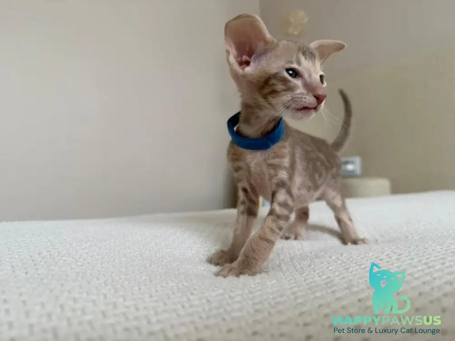 Atlas Oriental Shorthair male lilac tabby - live animals