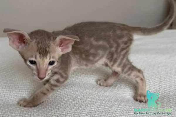 Atlas Oriental Shorthair male lilac tabby - live animals