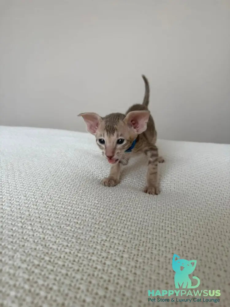 Atlas Oriental Shorthair male lilac tabby - live animals