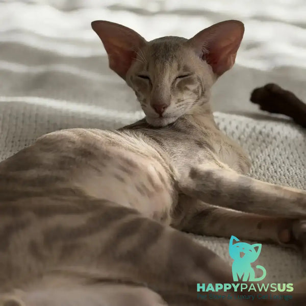 Atlas Oriental Shorthair male lilac tabby - live animals
