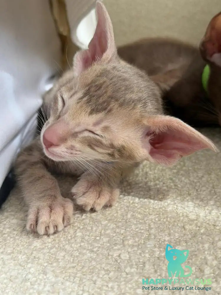Atlas Oriental Shorthair male lilac tabby - live animals