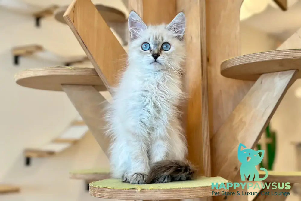 Atlas Siberian male blue tabby pointed - live animals