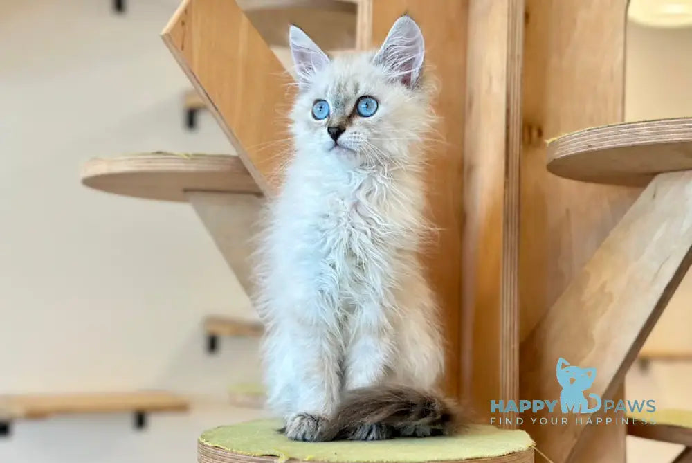 Atlas Siberian male blue tabby pointed - live animals
