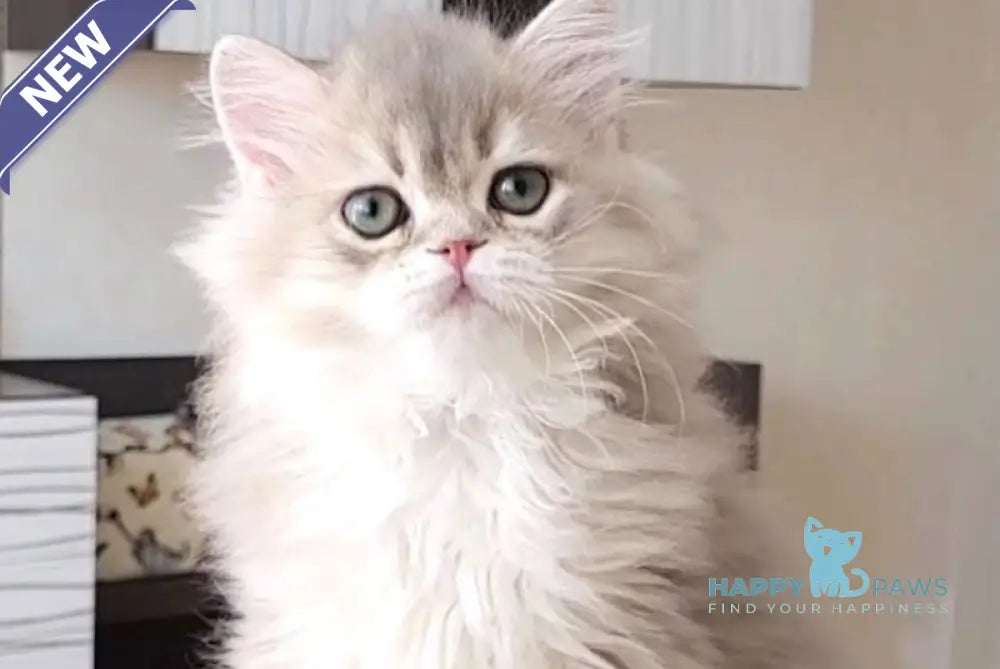 Atos British Longhair male blue golden shaded live animals
