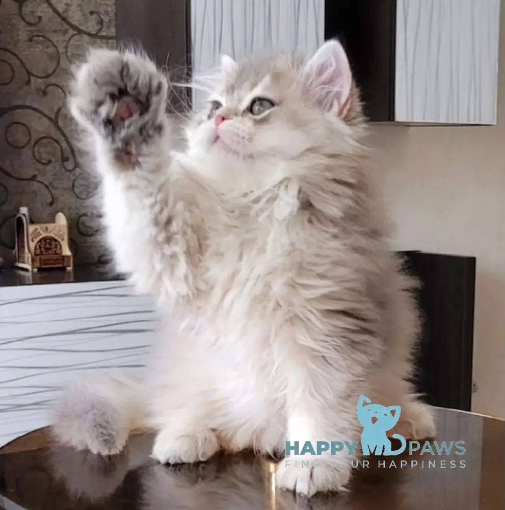 Atos British Longhair male blue golden shaded live animals