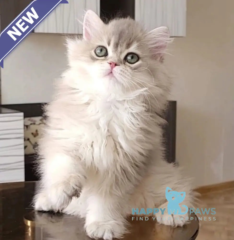 Atos British Longhair male blue golden shaded live animals