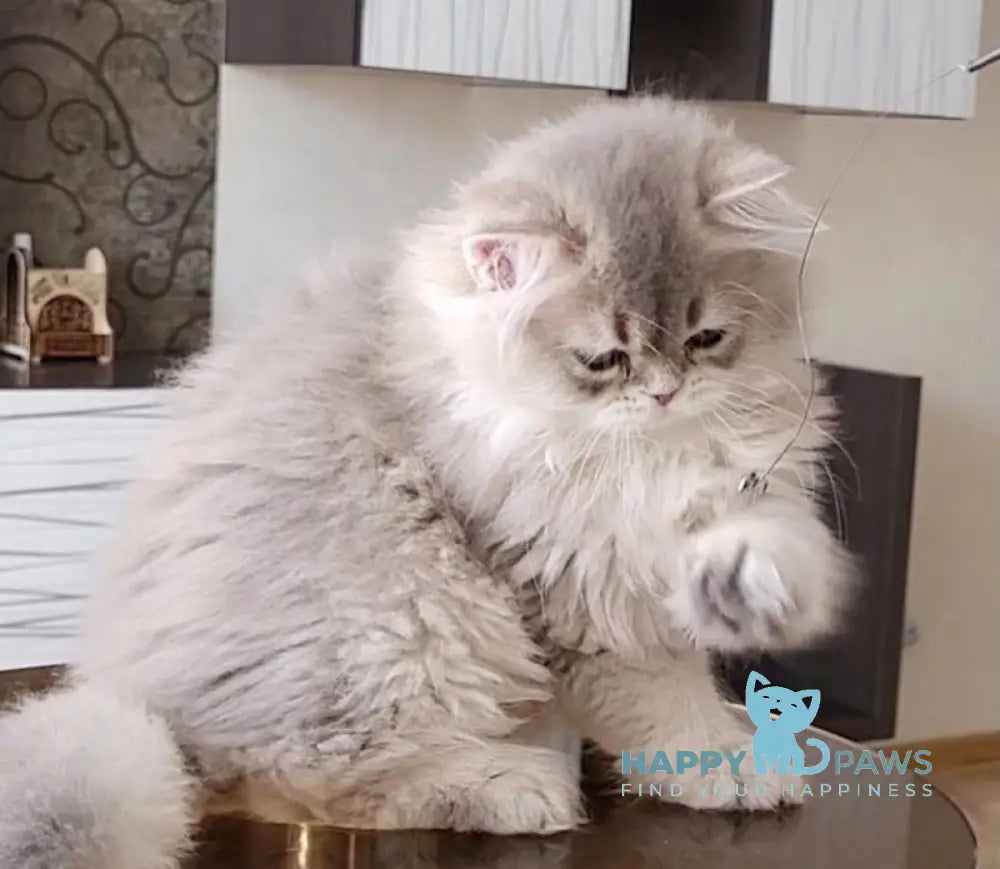 Atos British Longhair male blue golden shaded live animals