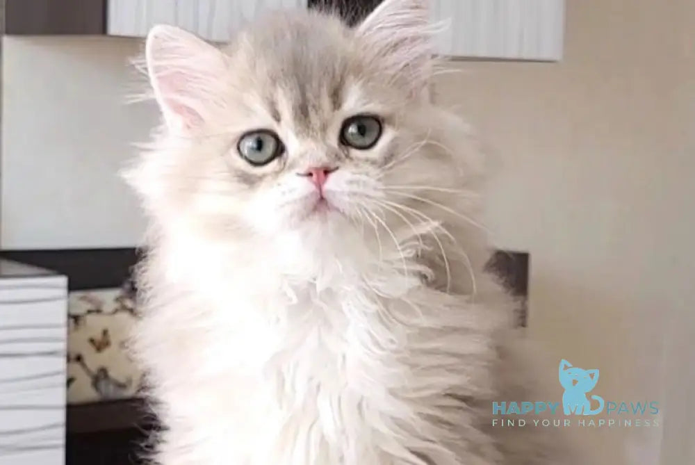Atos British Longhair male blue golden shaded live animals