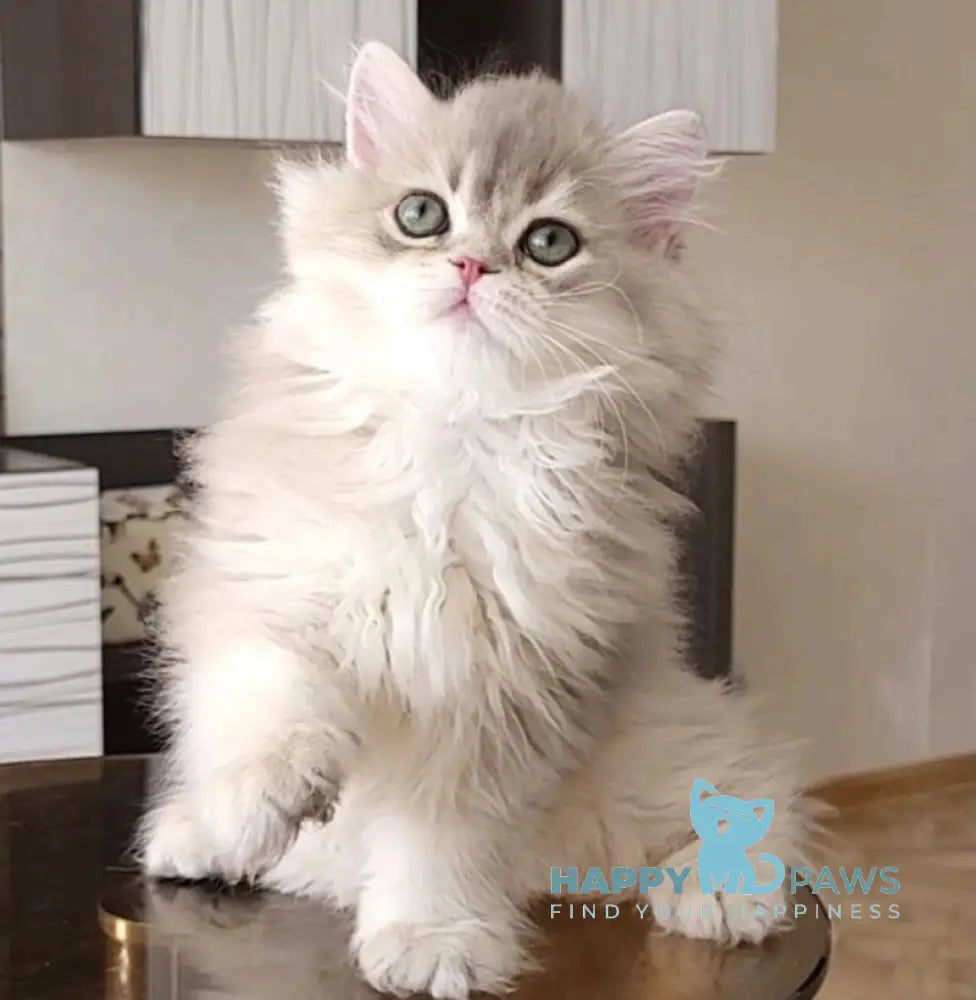 Atos British Longhair male blue golden shaded live animals