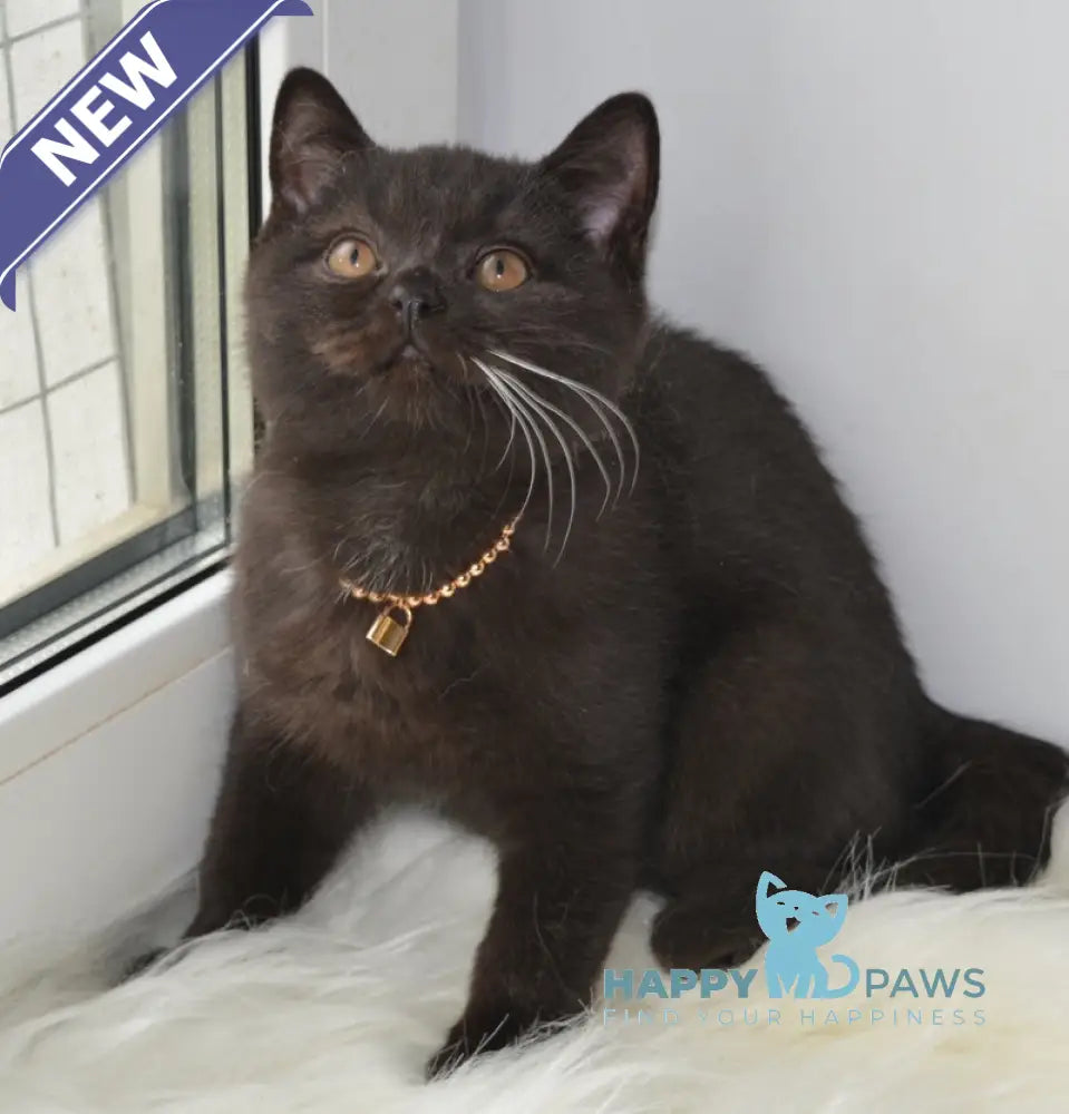 Atos British Shorthair male black with white live animals