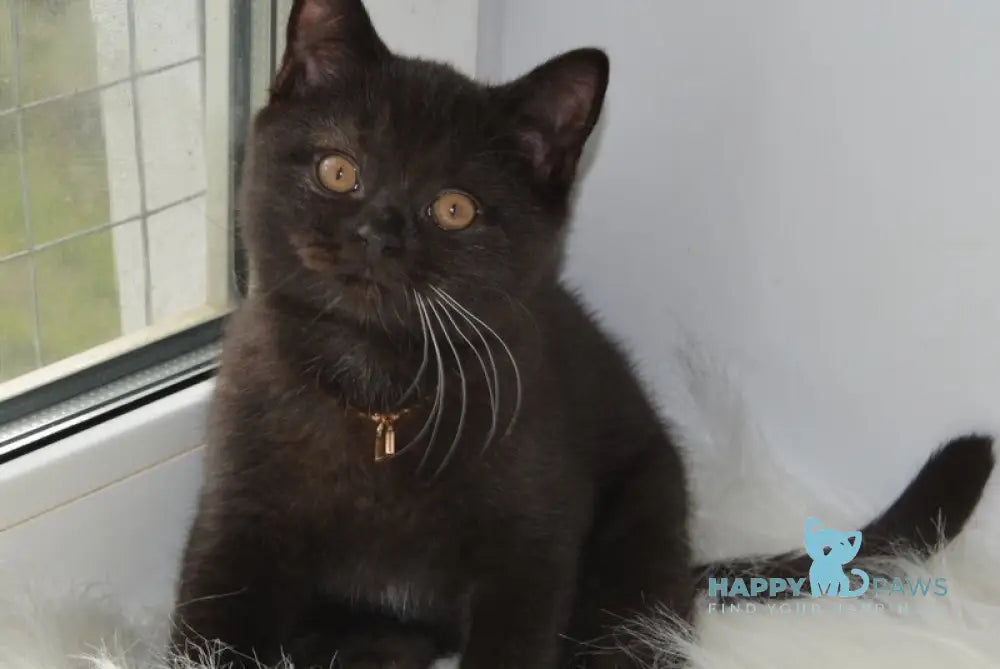 Atos British Shorthair male black with white live animals
