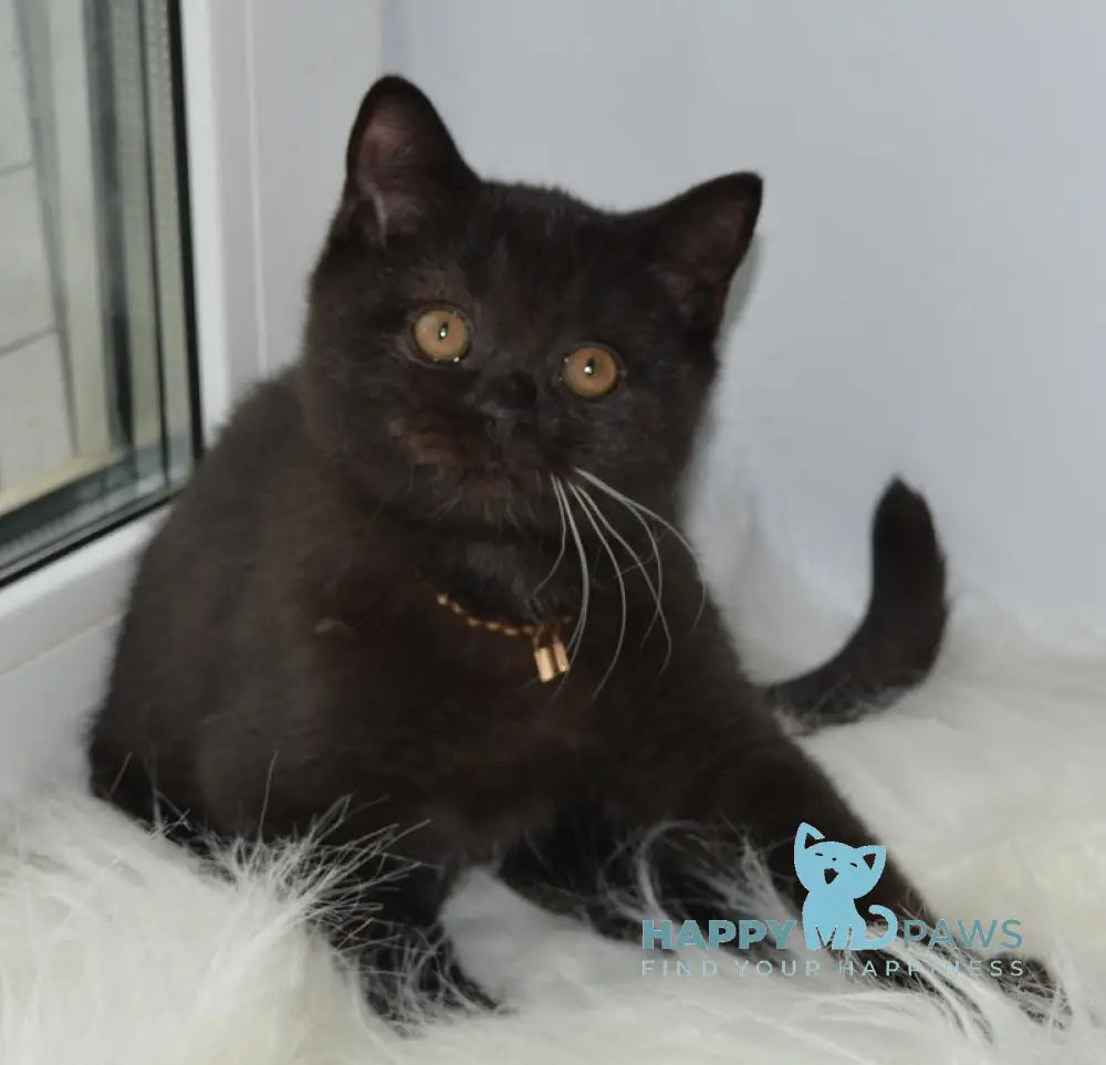 Atos British Shorthair male black with white live animals