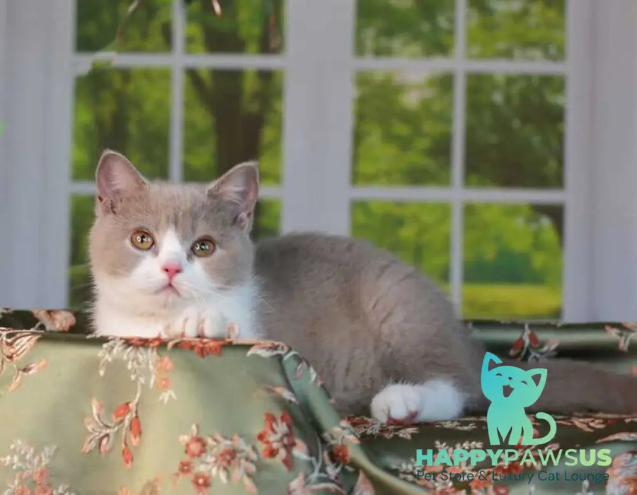 Atos British Shorthair male lilac bicolour - live animals