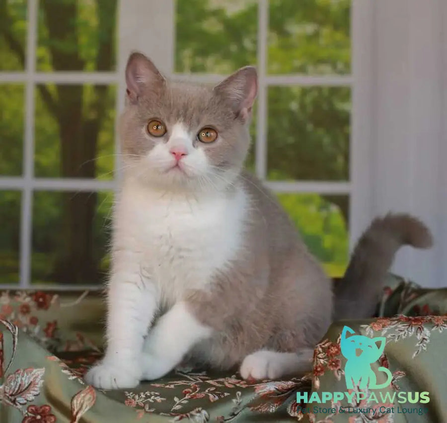 Atos British Shorthair male lilac bicolour - live animals