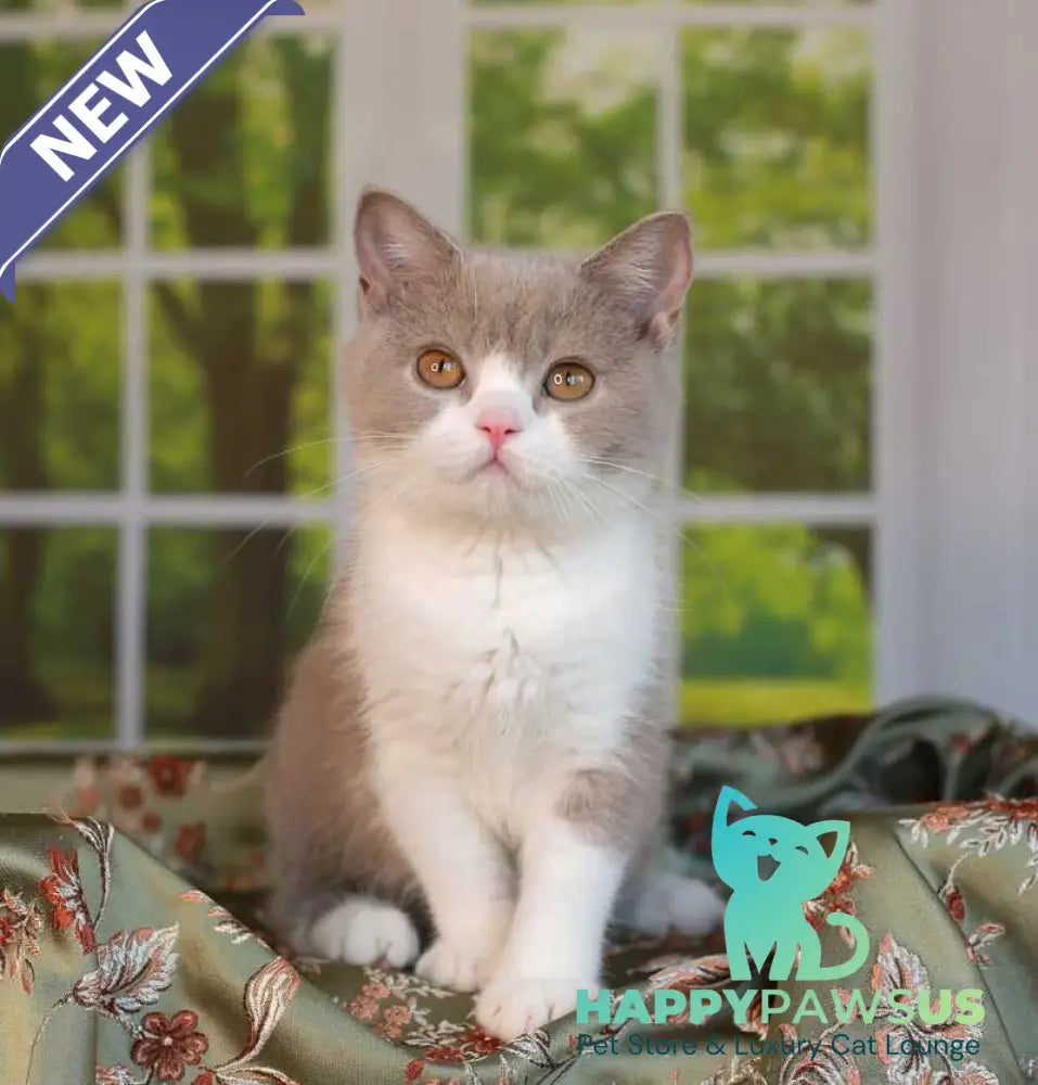 Atos British Shorthair male lilac bicolour - live animals