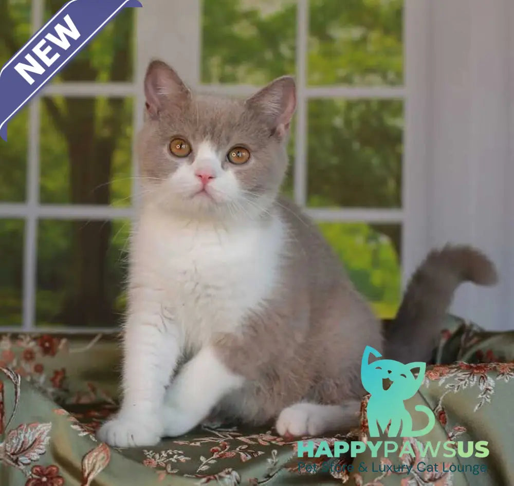 Atos British Shorthair male lilac bicolour - live animals