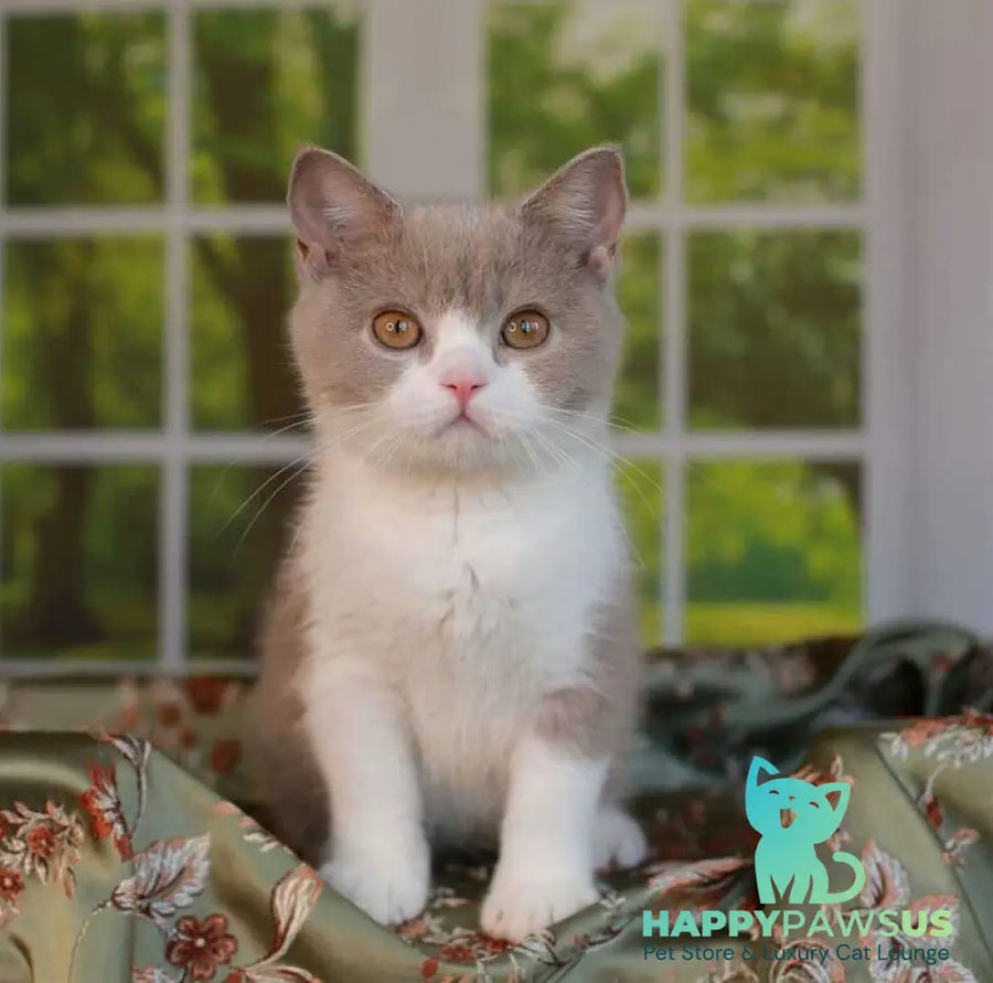 Atos British Shorthair male lilac bicolour - live animals