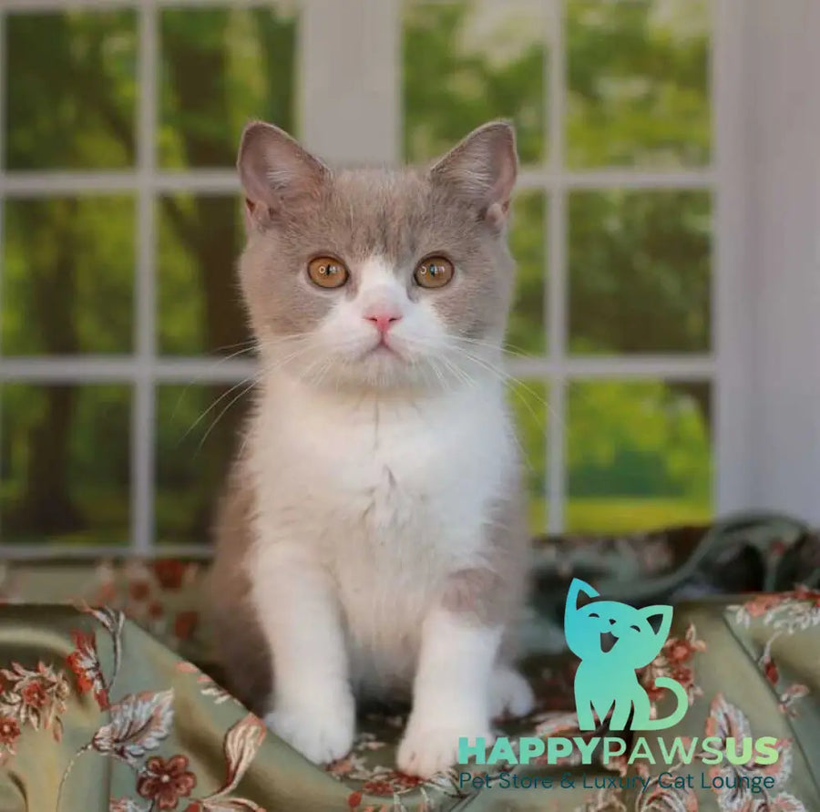 Atos British Shorthair male lilac bicolour - live animals