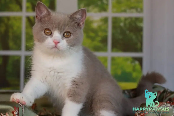 Atos British Shorthair male lilac bicolour - live animals
