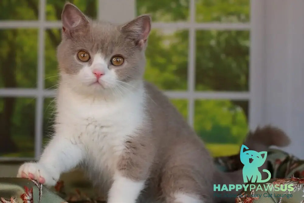 Atos British Shorthair male lilac bicolour - live animals