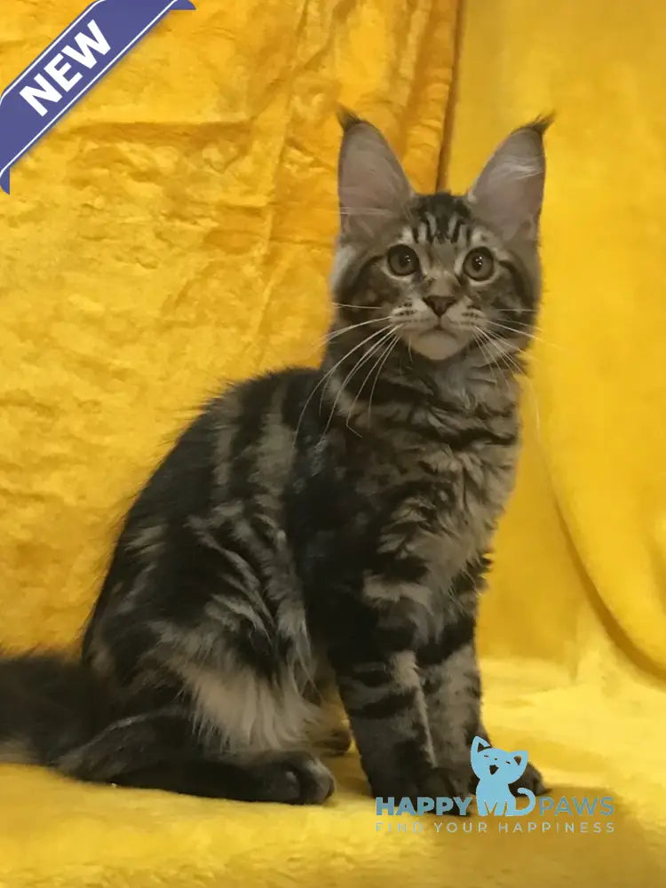 Atos Maine Coon male black tabby live animals