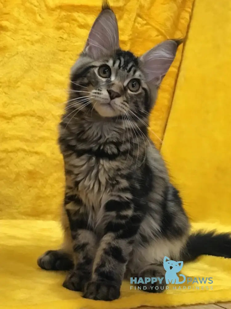 Atos Maine Coon male black tabby live animals