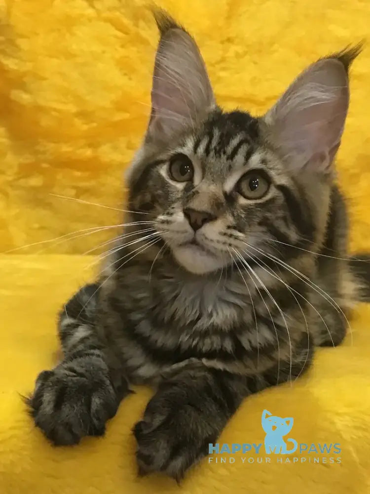 Atos Maine Coon male black tabby live animals