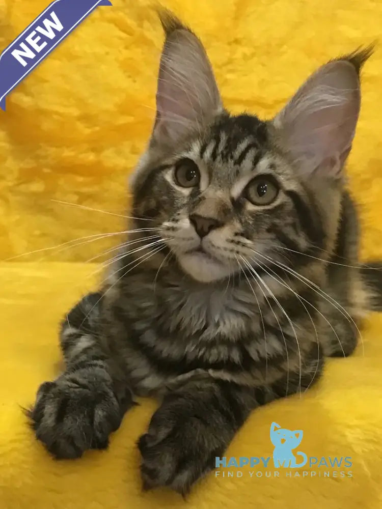 Atos Maine Coon male black tabby live animals