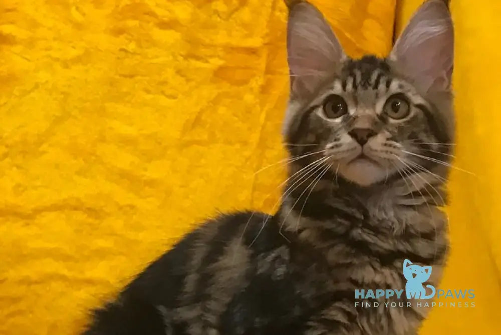 Atos Maine Coon male black tabby live animals