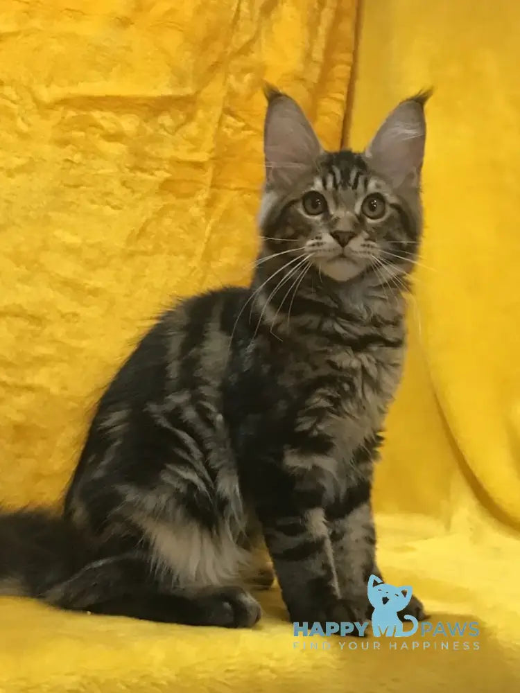 Atos Maine Coon male black tabby live animals