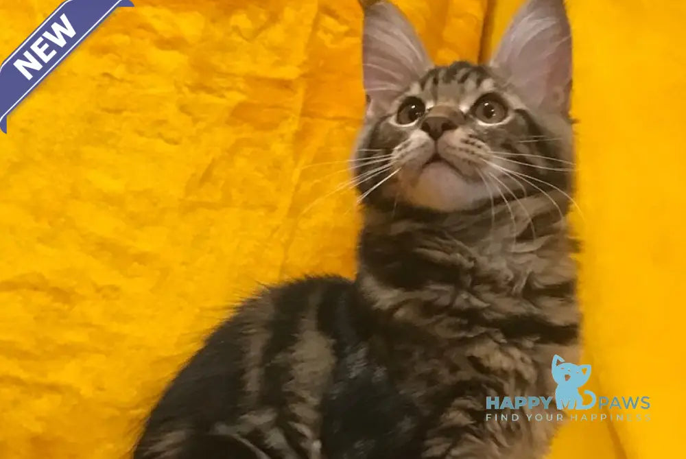 Atos Maine Coon male black tabby live animals