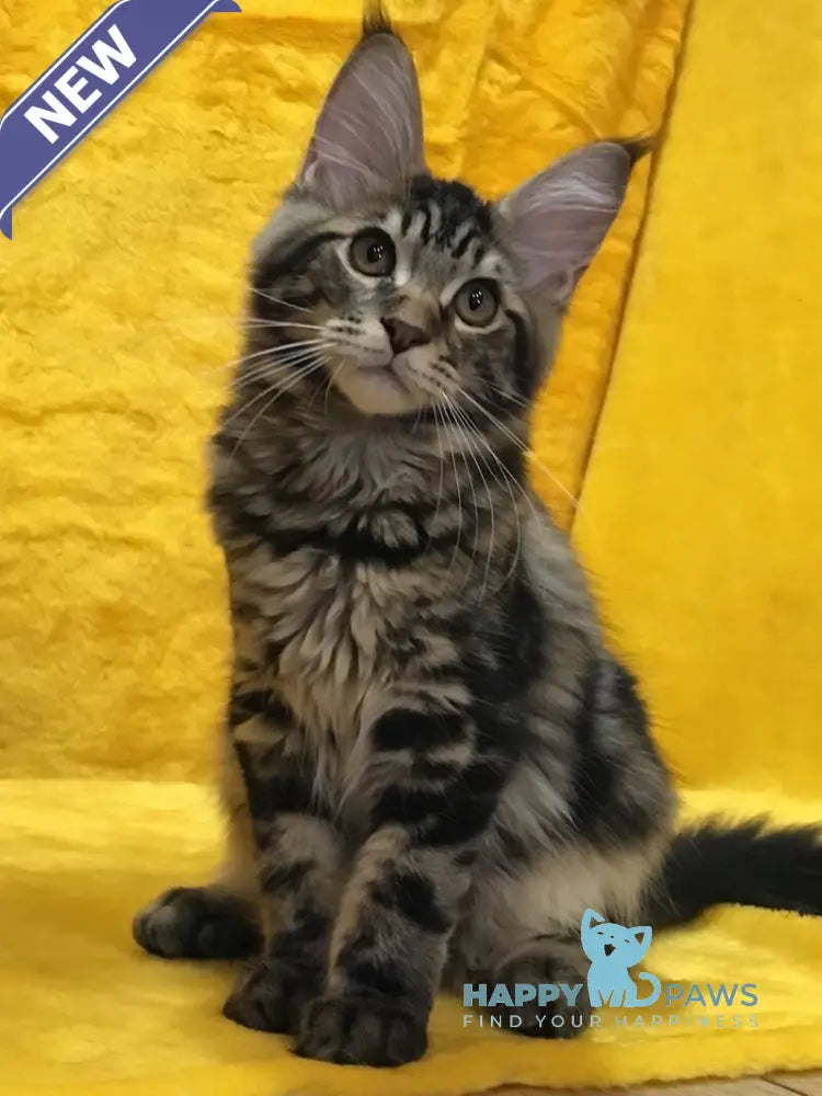 Atos Maine Coon male black tabby live animals