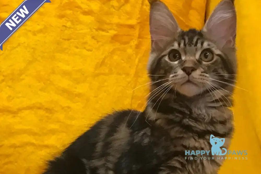 Atos Maine Coon male black tabby live animals