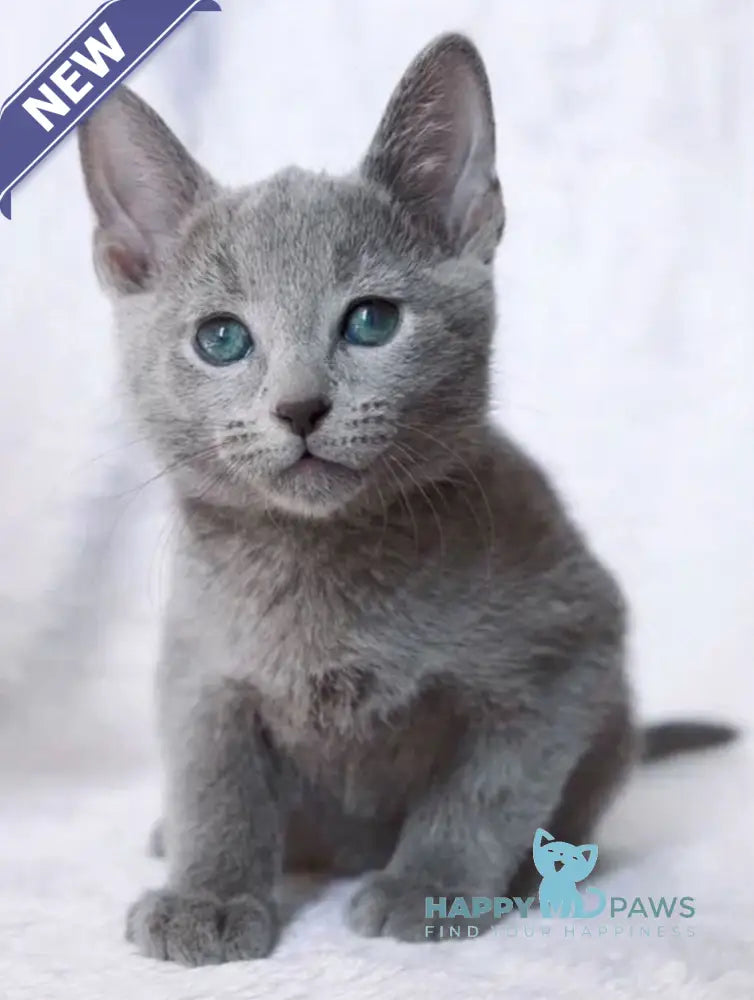 Atos Russian Blue male blue live animals