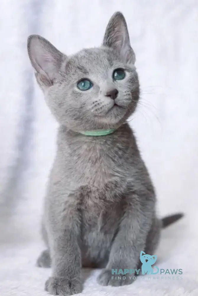 Atos Russian Blue male blue live animals