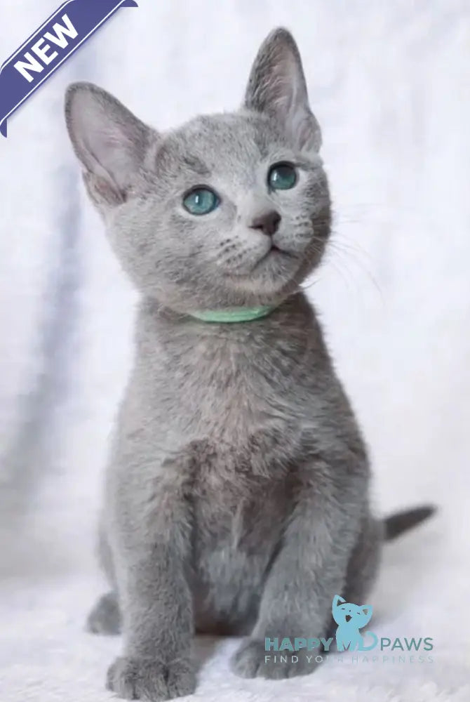 Atos Russian Blue male blue live animals