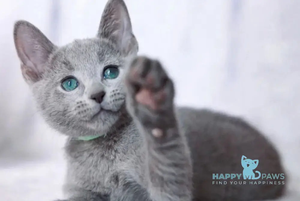 Atos Russian Blue male blue live animals