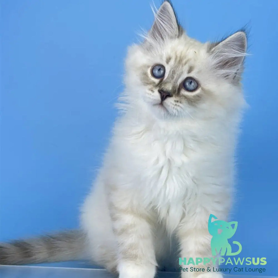 Atos Siberian male black tabby pointed bicolour - live animals