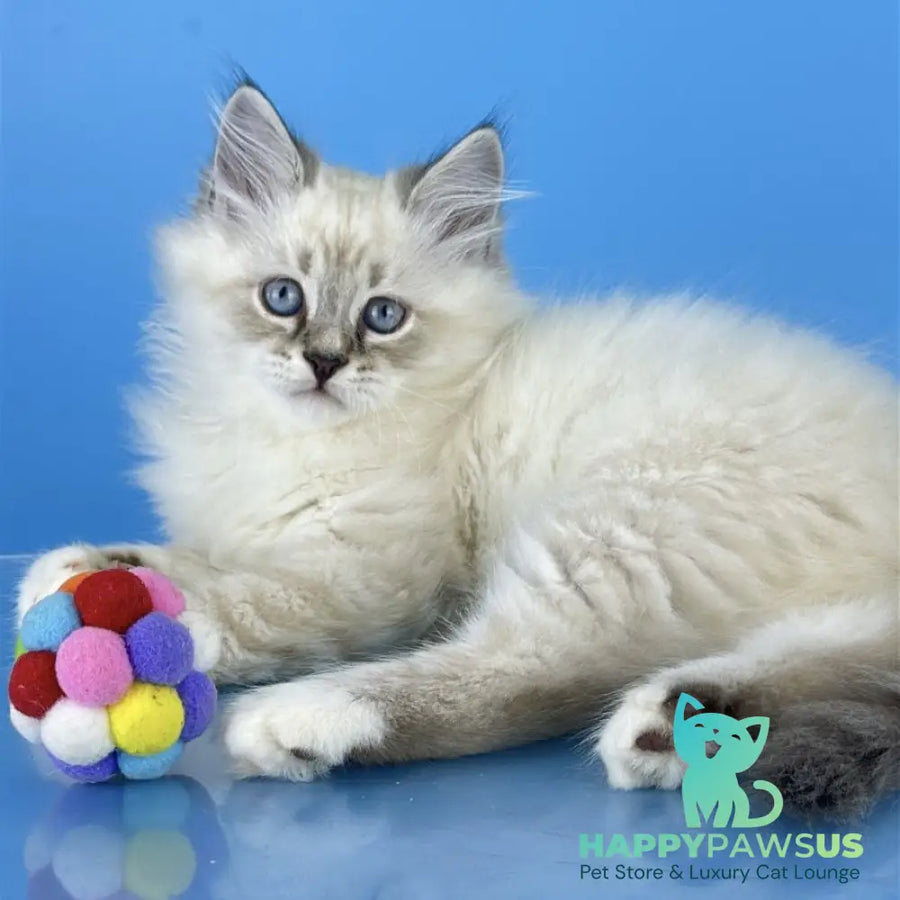 Atos Siberian male black tabby pointed bicolour - live animals