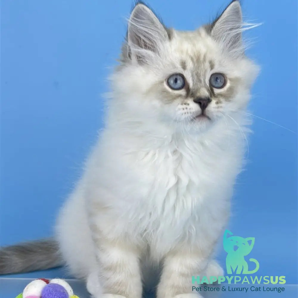 Atos Siberian male black tabby pointed bicolour - live animals