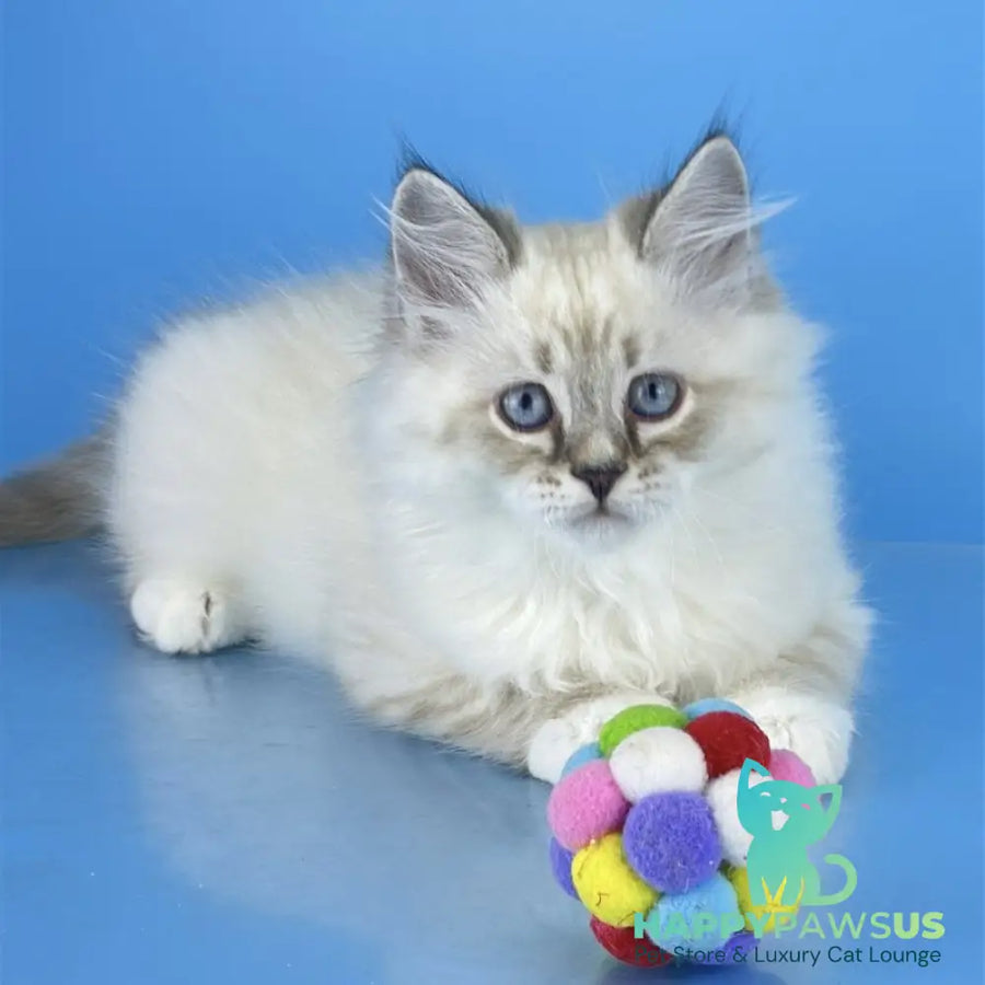Atos Siberian male black tabby pointed bicolour - live animals