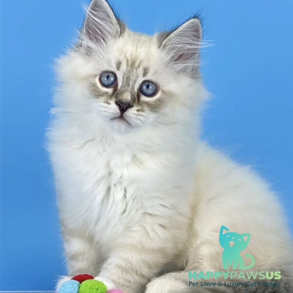 Atos Siberian male black tabby pointed bicolour - live animals