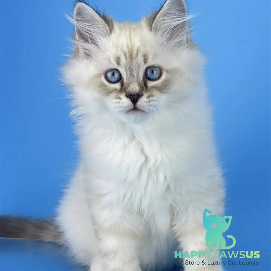 Atos Siberian male black tabby pointed bicolour - live animals
