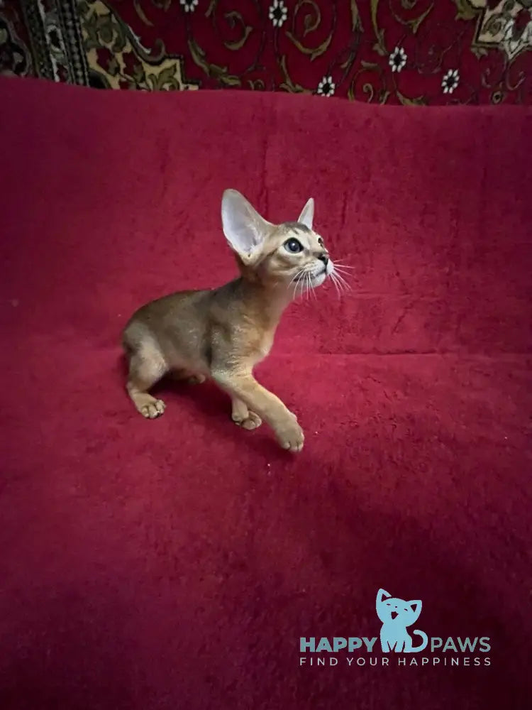 Auchan Abyssinian male black - live animals